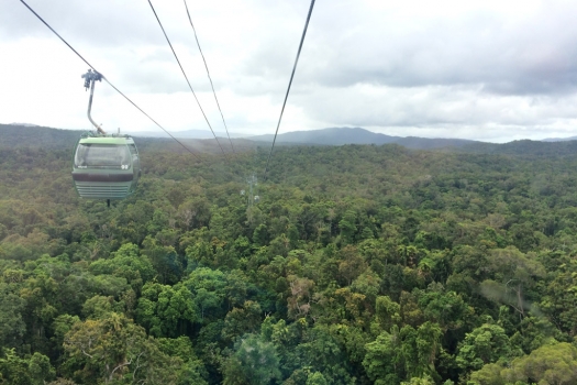 kuranda_skyrail_forest.jpg